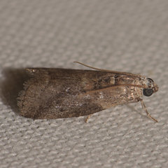 Oreana unicolorella