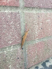 Leptysma marginicollis