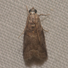 Oreana unicolorella