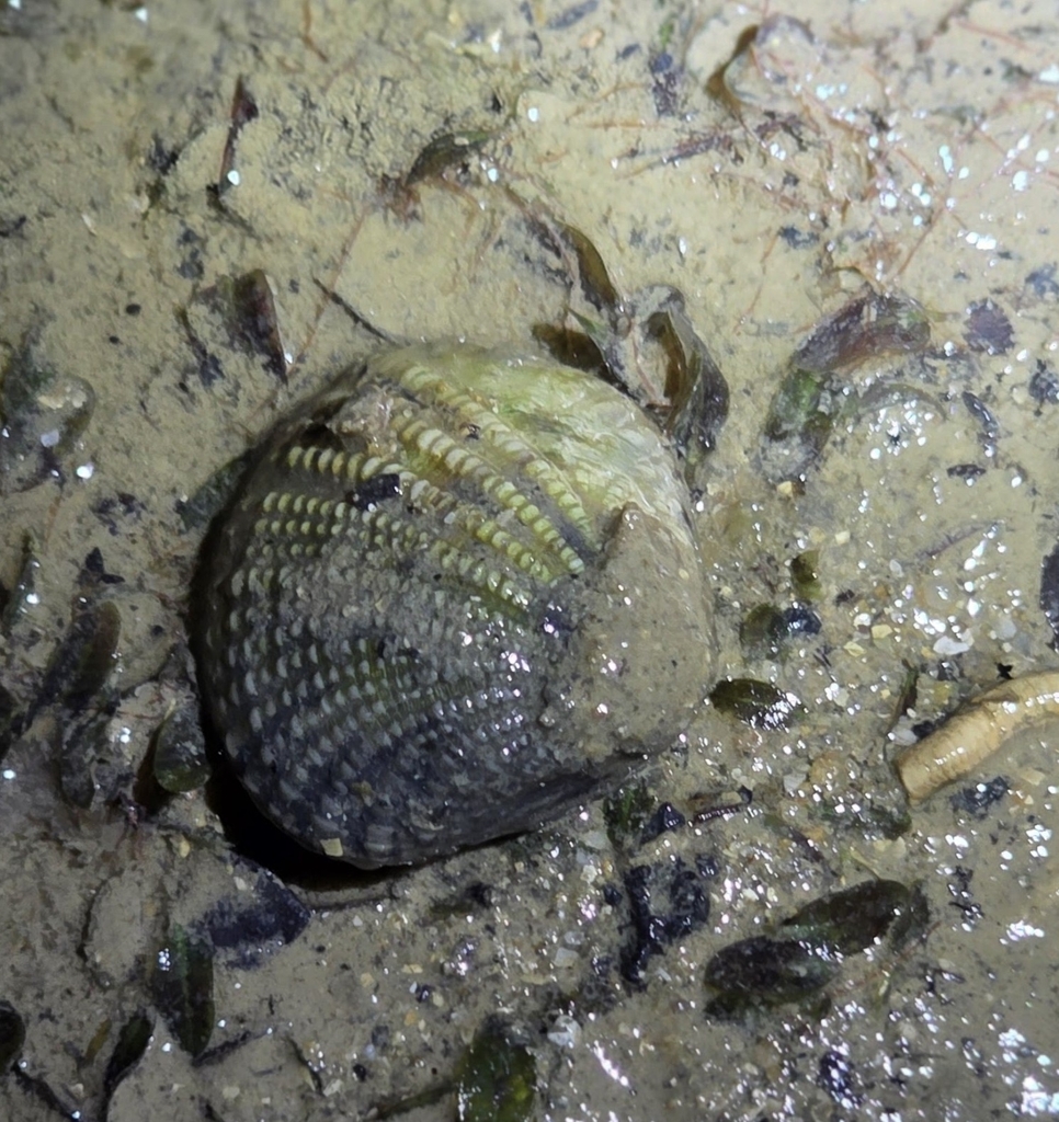 Gafrarium tumidum