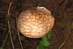 Echinoderma hemisclerum