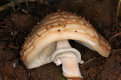 Echinoderma hemisclerum