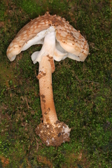 Echinoderma hemisclerum