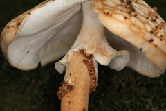 Echinoderma hemisclerum