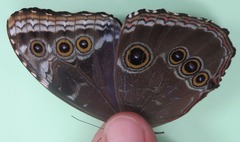 Morpho helenor narcissus