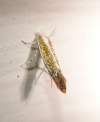 Cameraria quercivorella