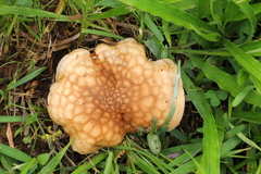 Echinoderma hemisclerum