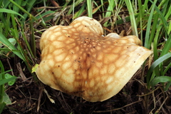 Echinoderma hemisclerum