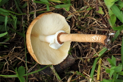 Echinoderma hemisclerum