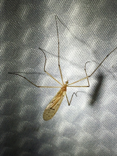 Unknown species found near Lowell, MI, US