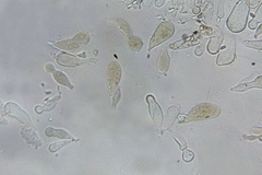 Echinoderma hemisclerum