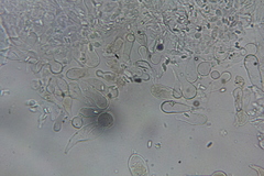 Echinoderma hemisclerum