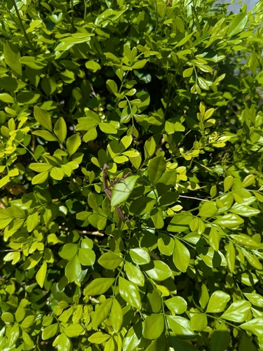 Asian Jumping Mantis