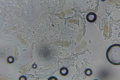 Echinoderma hemisclerum