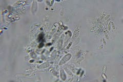 Echinoderma hemisclerum