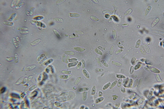 Echinoderma hemisclerum