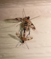 Proceroplatus elegans