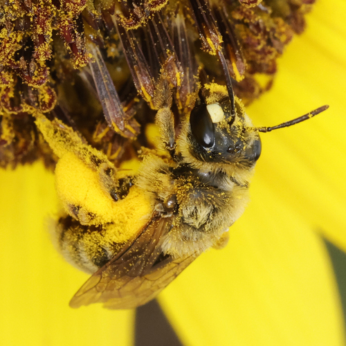 Two-spotted Miner Bee photo 5