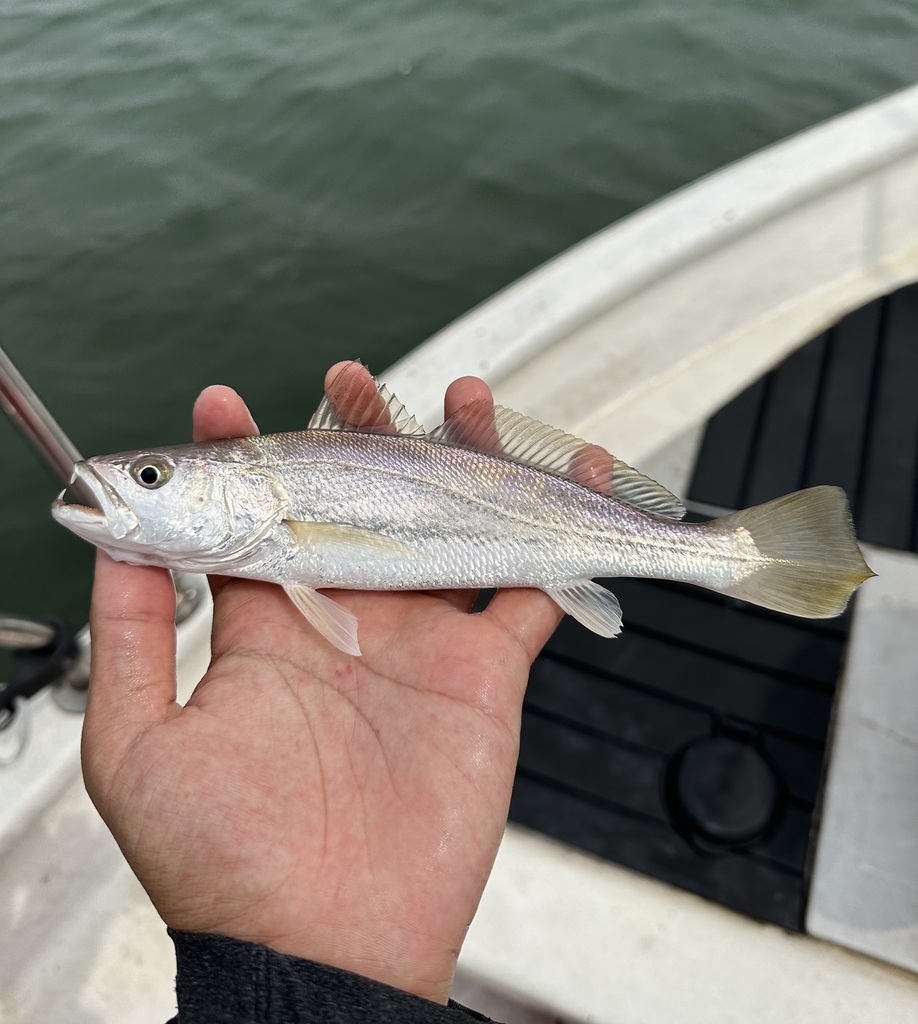 Tiger-Toothed Croaker