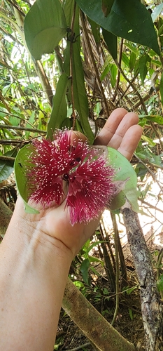 Syzygium wilsonii, photograph 3