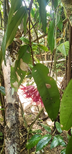 Syzygium wilsonii, photograph 4