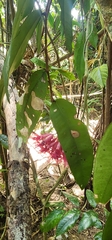 (c) Jane C Frost, some rights reserved (CC BY) Syzygium wilsonii, photograph (c) Jane C Frost, some rights reserved (CC BY)