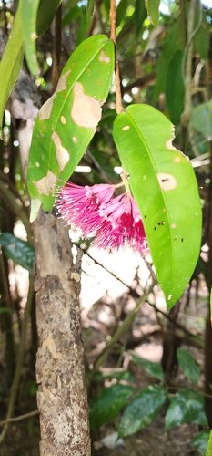 Syzygium wilsonii, photograph 5