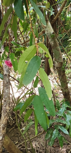 Syzygium wilsonii, photograph 6