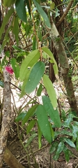Syzygium wilsonii, photograph (c) Jane C Frost, some rights reserved (CC BY)