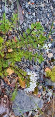 Veronica decumbens