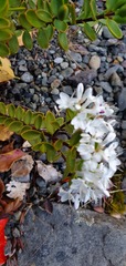 Veronica decumbens