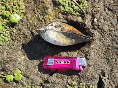 Anodontites trapesialis