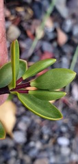 Veronica decumbens