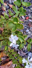 Veronica decumbens