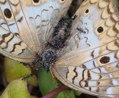 Dorymyrmex antillanus