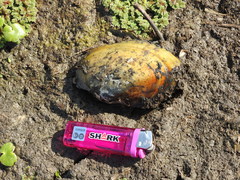 Anodontites trapesialis