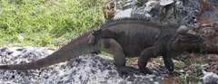 Cyclura cornuta