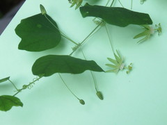 Passiflora filipes