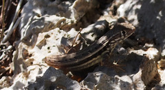 Leiocephalus barahonensis