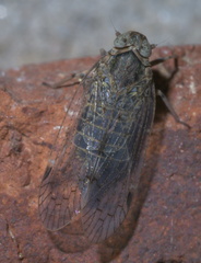 Melanoliarus aridus