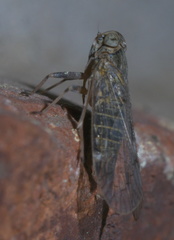Melanoliarus aridus