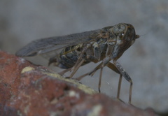 Melanoliarus aridus
