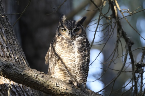 View observation of {o.common_name} on iNaturalist