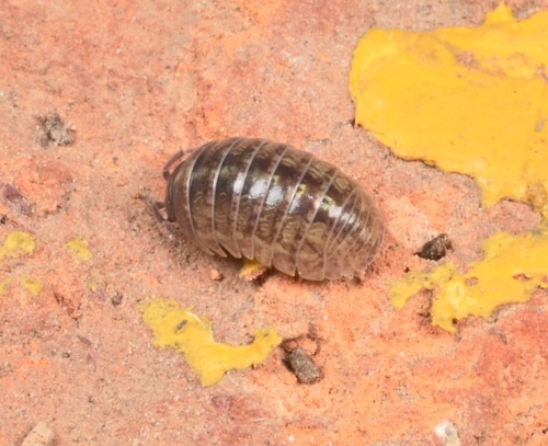 Common Pill Woodlouse