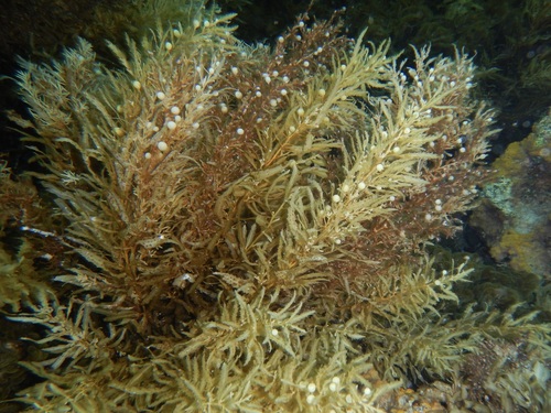 Sargassum obtusifolium observed 2025-10-04