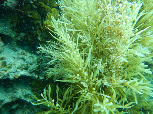 Sargassum obtusifolium observed 2025-10-04