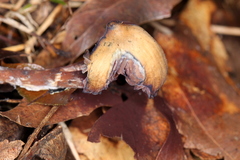 Psilocybe subtropicalis