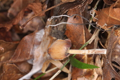 Psilocybe subtropicalis