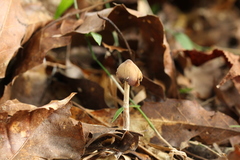 Psilocybe subtropicalis