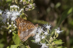 Doxocopa thoe